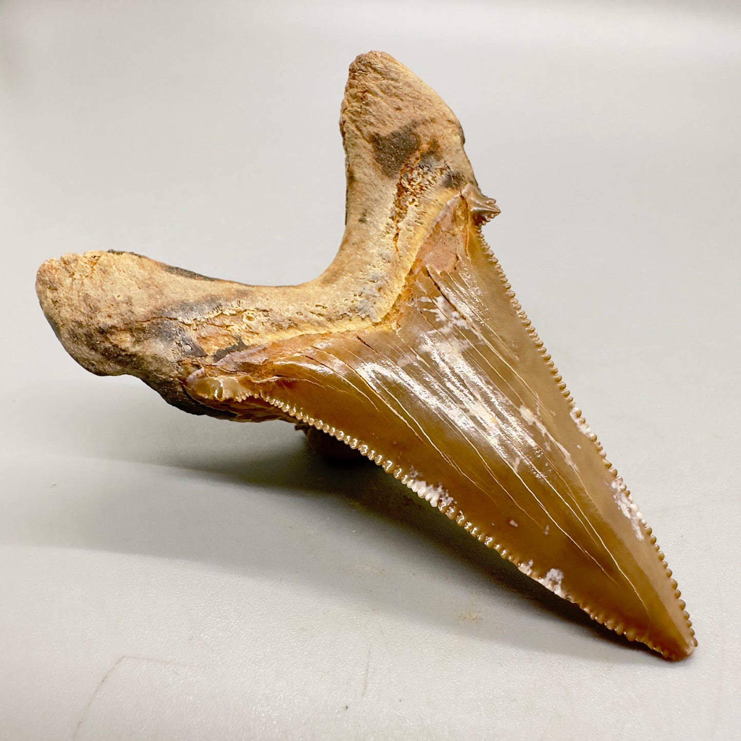 Large colorful 2.95 inches Carcharocles sokolowi (auriculatus) shark tooth from Kazakhstan AU363 back left