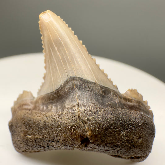 Posterior/lateral  1.20" Carcharocles sokolowi (auriculatus) Shark Tooth Fossil - Kazakhstan AU370 - Front