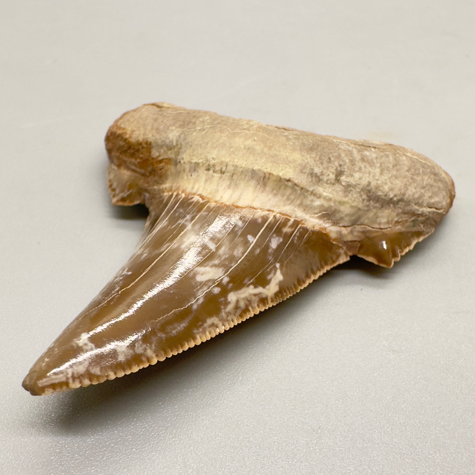 2.29 inch serrated colorful Carcharocles sokolowi (auriculatus) shark tooth from Kazakhstan AU361 front right