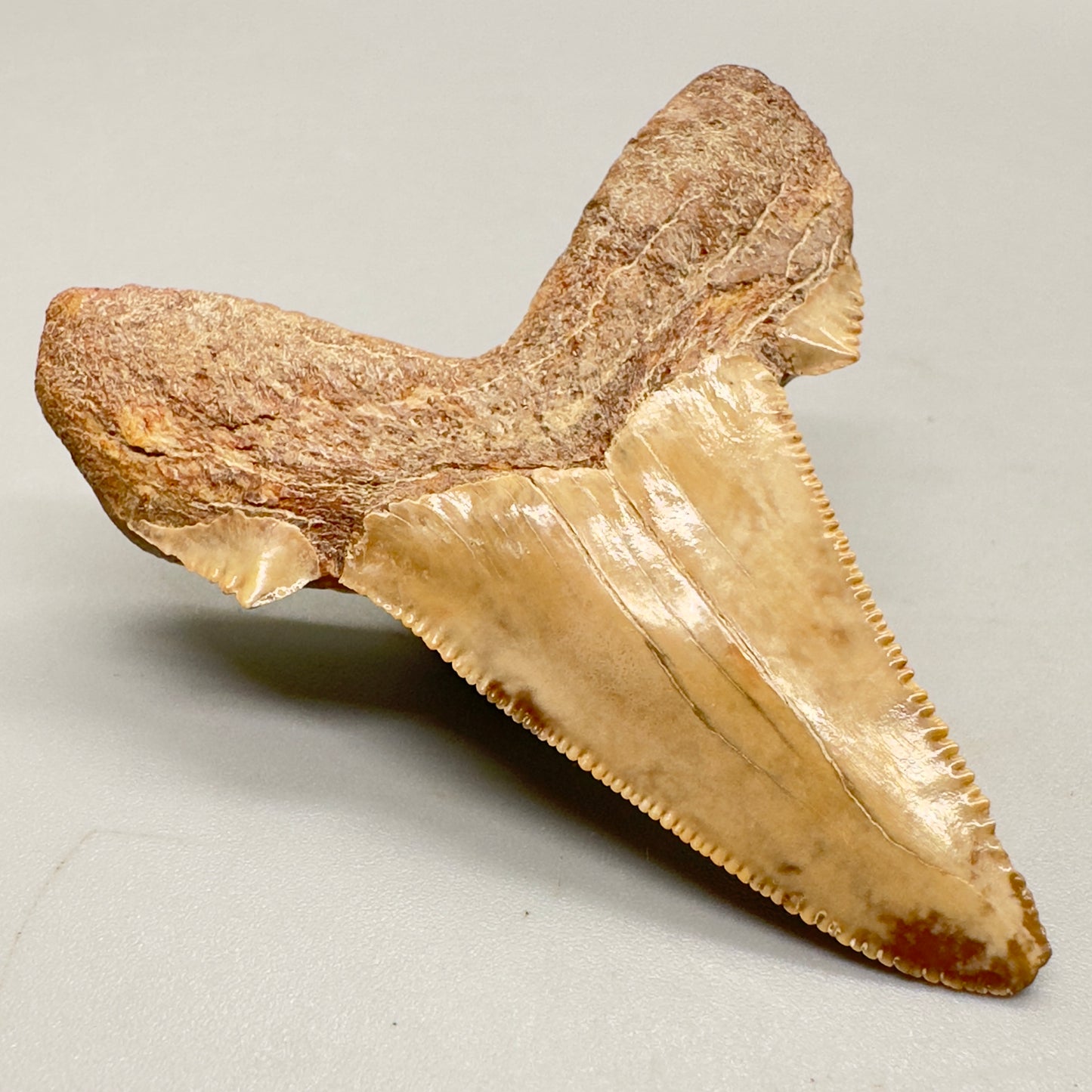 2.29 inch serrated colorful Carcharocles sokolowi (auriculatus) shark tooth from Kazakhstan AU361 back left