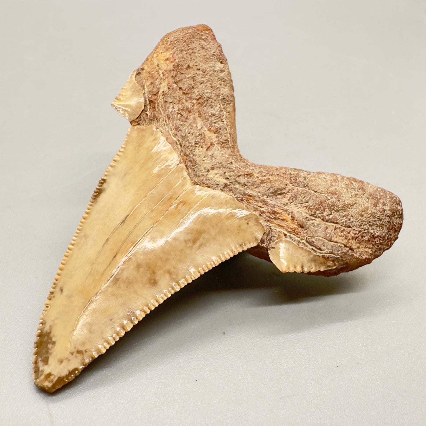 2.29 inch serrated colorful Carcharocles sokolowi (auriculatus) shark tooth from Kazakhstan AU361 back right