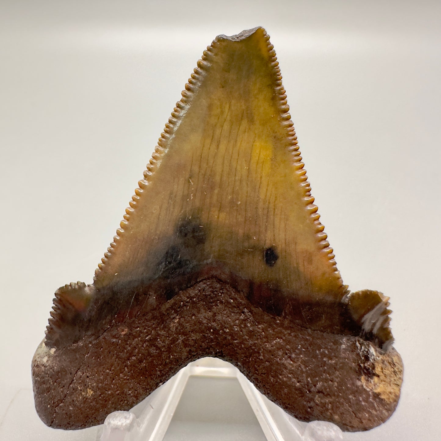 Colorful sharply serrated 2.39 inches Carcharocles sokolowi (auriculatus) shark tooth from Suwannee River, FL AU367 back