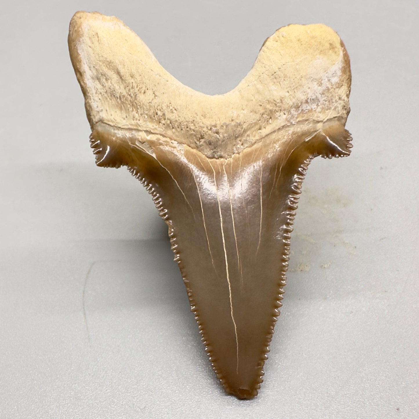 Colorful serrated 2.39 inches Carcharocles sokolowi (auriculatus) shark tooth from Kazakshtan AU362 back down