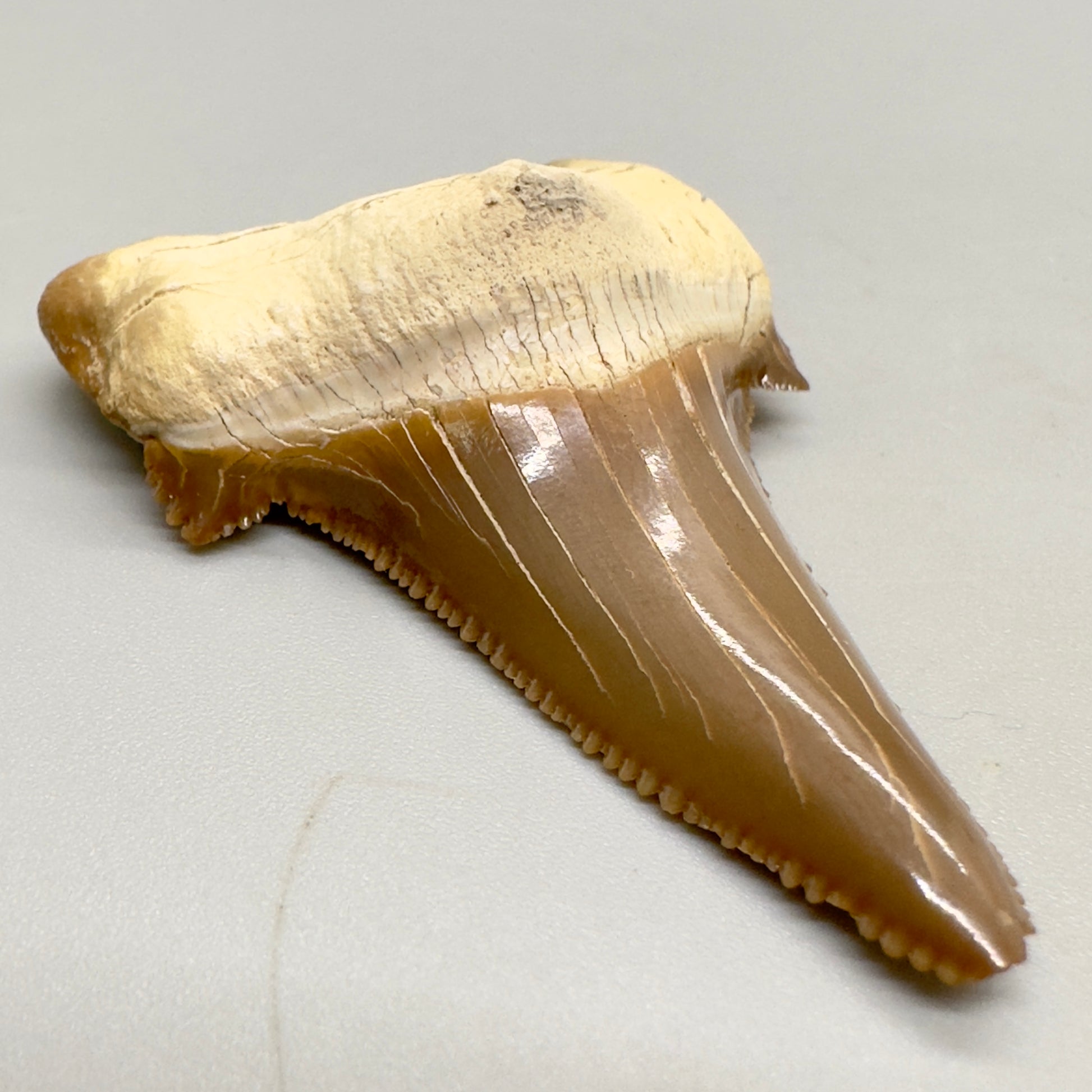 Colorful serrated 2.39 inches Carcharocles sokolowi (auriculatus) shark tooth from Kazakshtan AU362 front left