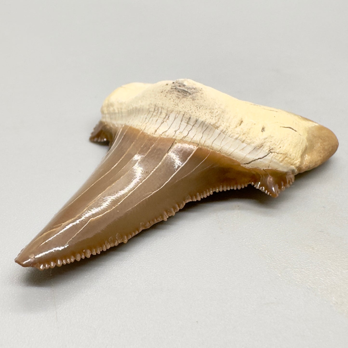 Colorful serrated 2.39 inches Carcharocles sokolowi (auriculatus) shark tooth from Kazakshtan AU362 front right