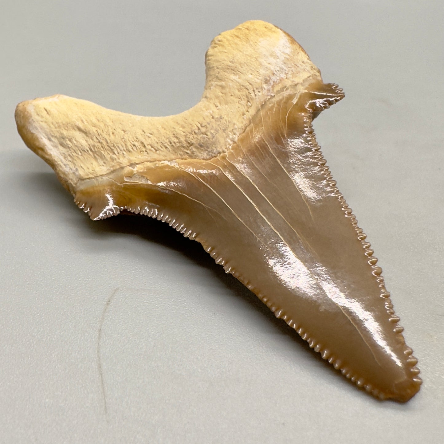 Colorful serrated 2.39 inches Carcharocles sokolowi (auriculatus) shark tooth from Kazakshtan AU362 back left