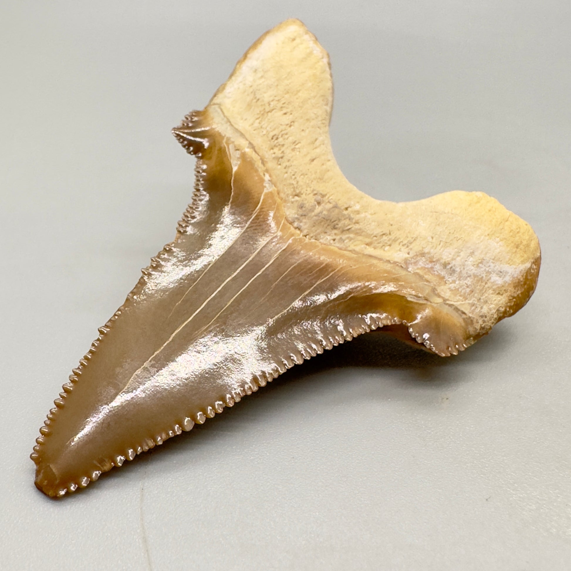 Colorful serrated 2.39 inches Carcharocles sokolowi (auriculatus) shark tooth from Kazakshtan AU362 back right
