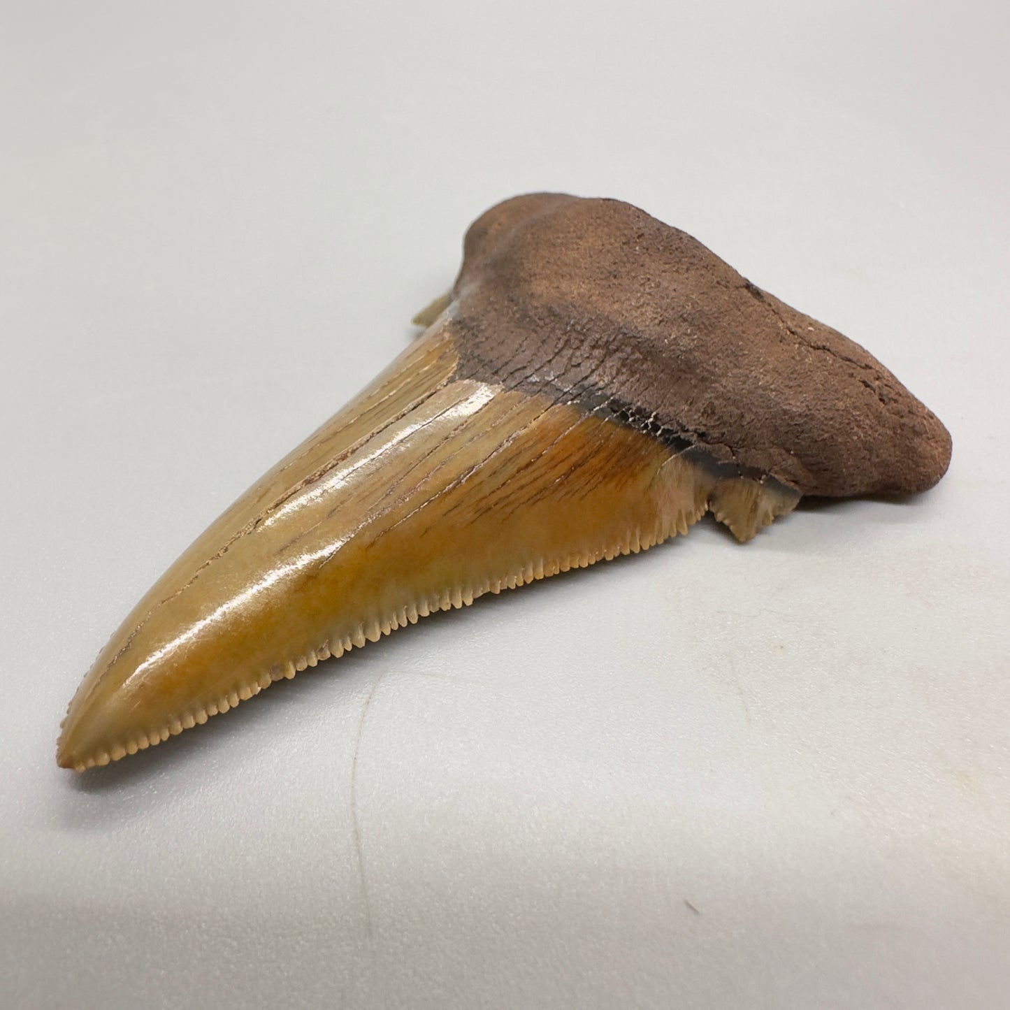 Large 2.91 inches sharply serrated Carcharocles sokolowi (auriculatus) shark tooth from North Carolina AU360 front right