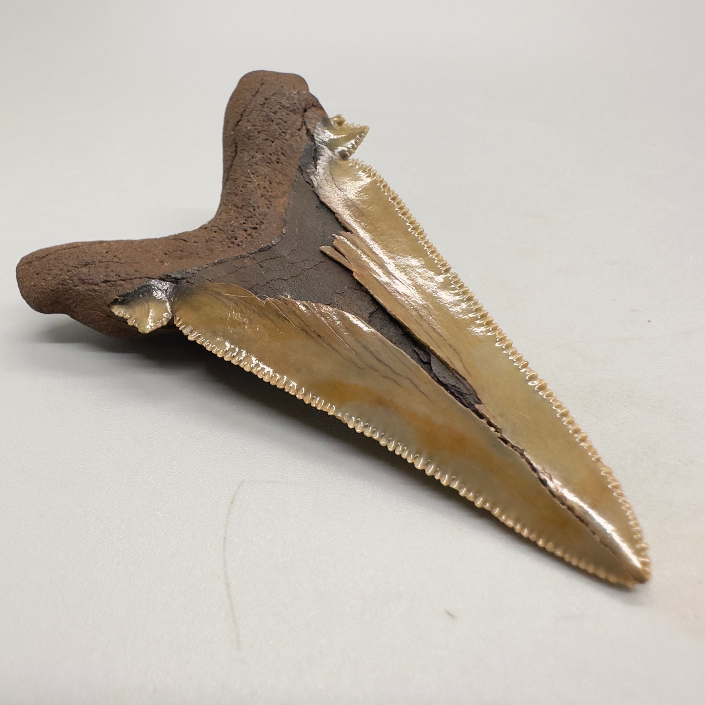 Large 2.91 inches sharply serrated Carcharocles sokolowi (auriculatus) shark tooth from North Carolina AU360 back left