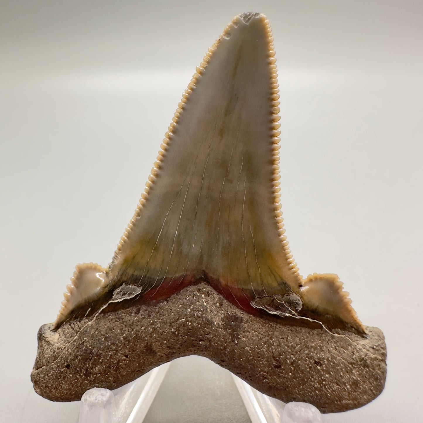 2.25 inches sharply serrated Carcharocles sokolowi (auriculatus) shark tooth from South Carolina AU365 back 
