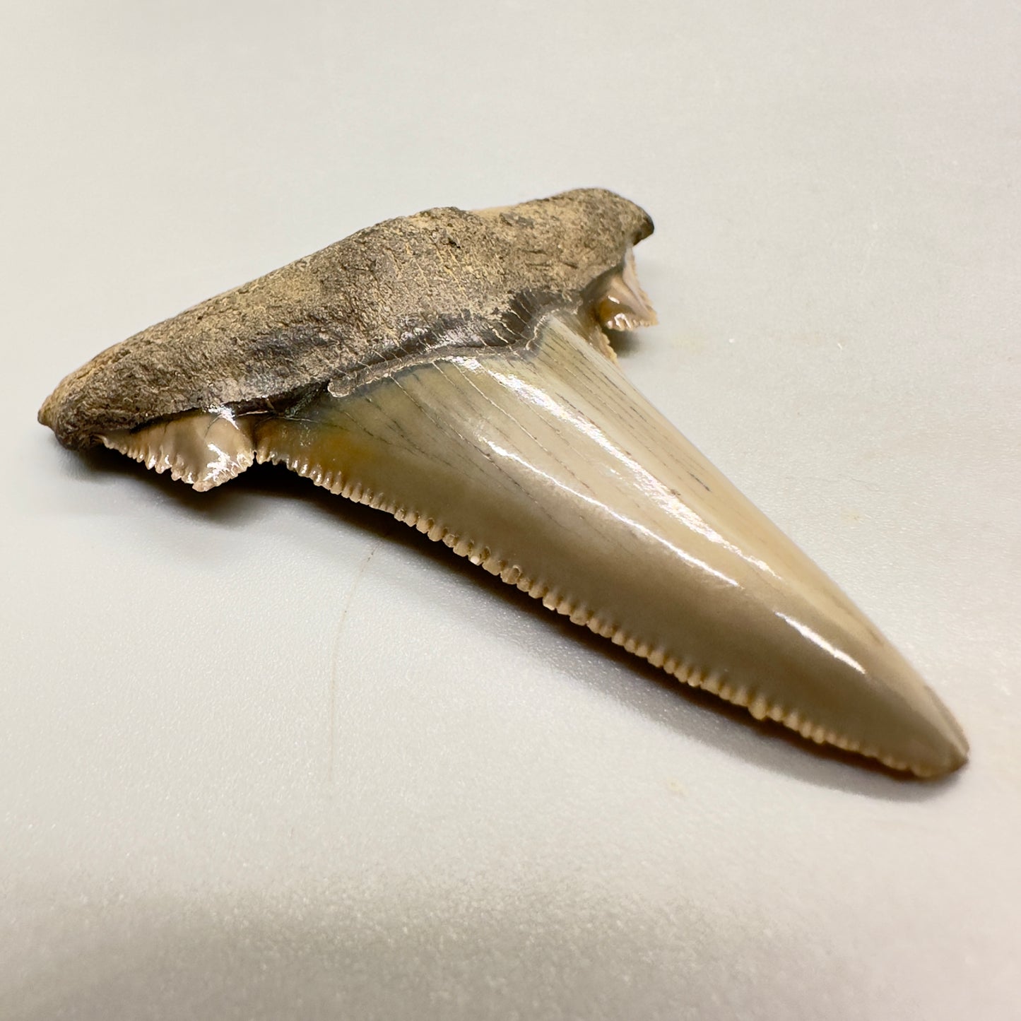 2.25 inches sharply serrated Carcharocles sokolowi (auriculatus) shark tooth from South Carolina AU365 front left