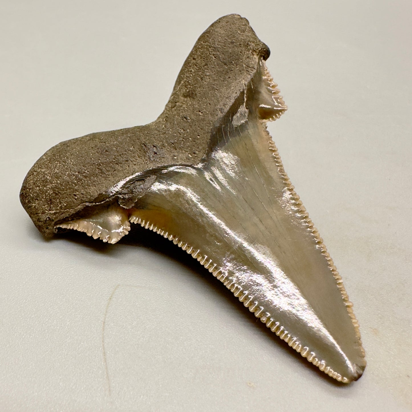 2.25 inches sharply serrated Carcharocles sokolowi (auriculatus) shark tooth from South Carolina AU365 back left