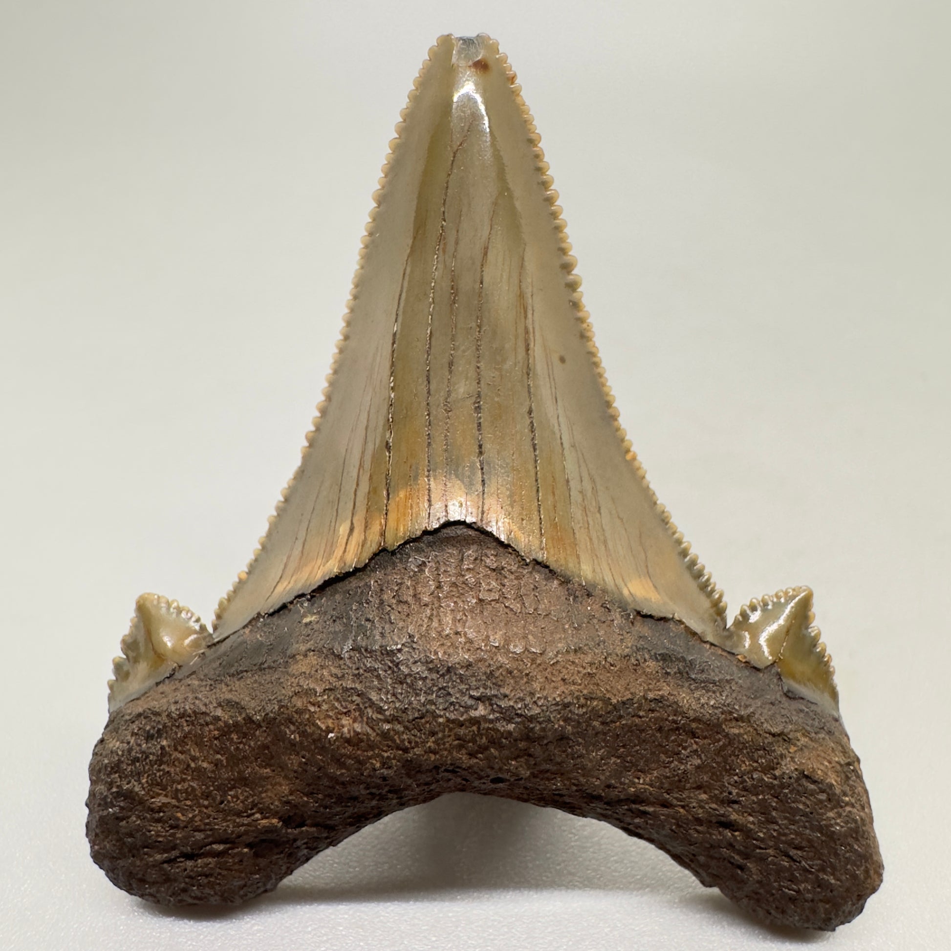 Sharply Serrated 2.12 inches Carcharocles sokolowi (auriculatus) from North Carolina AU359 front