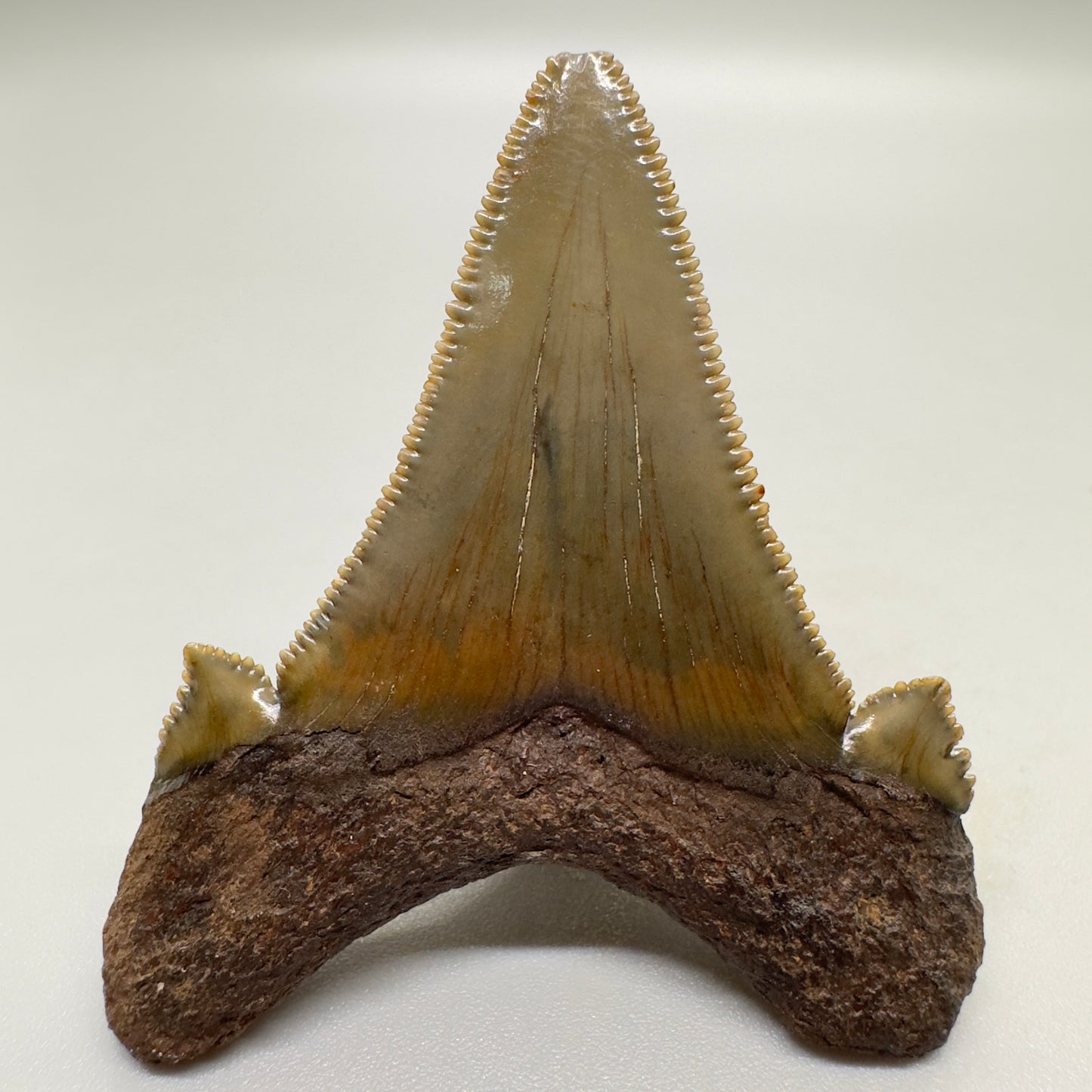 Sharply Serrated 2.12 inches Carcharocles sokolowi (auriculatus) from North Carolina AU359 back