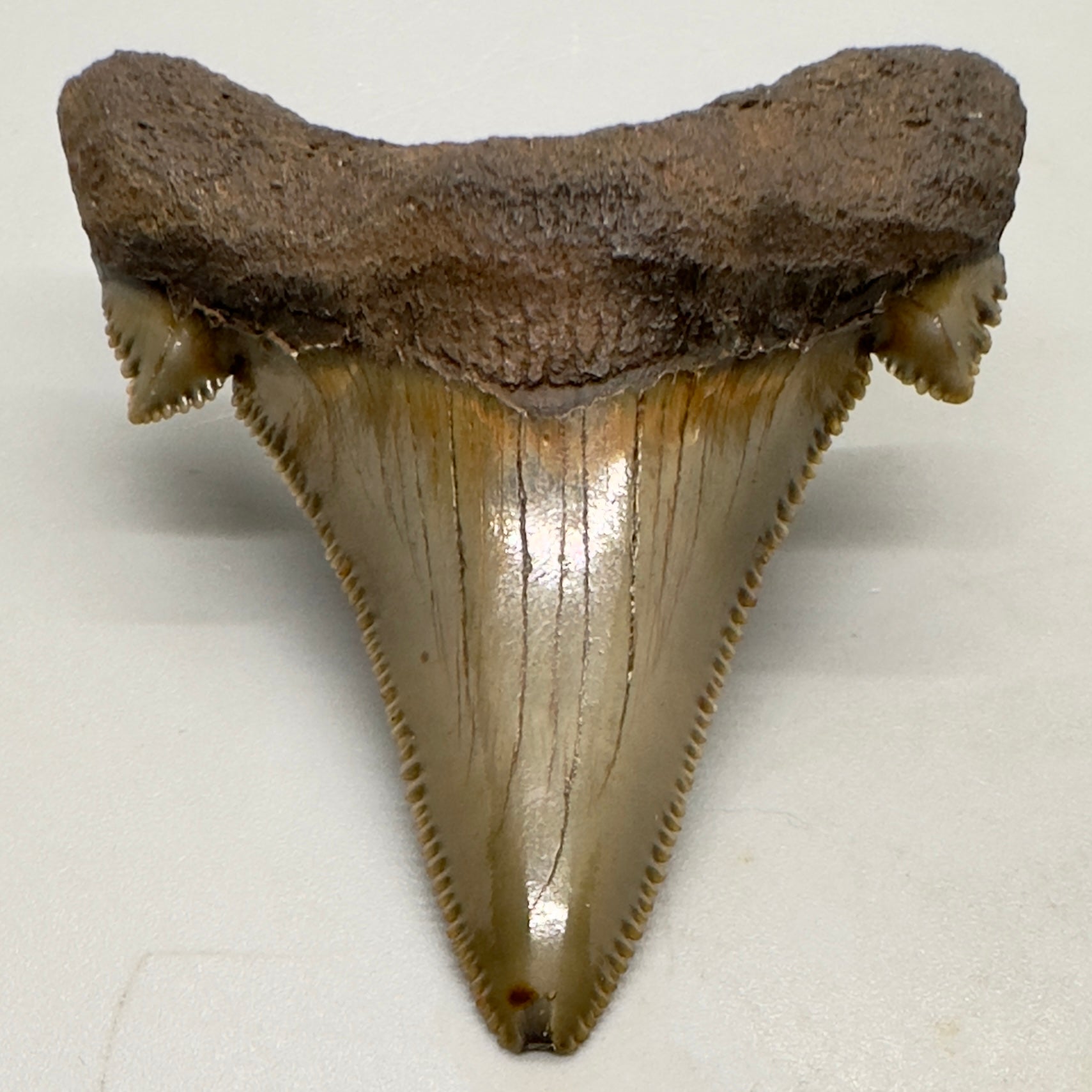 Sharply Serrated 2.12 inches Carcharocles sokolowi (auriculatus) from North Carolina AU359 front down
