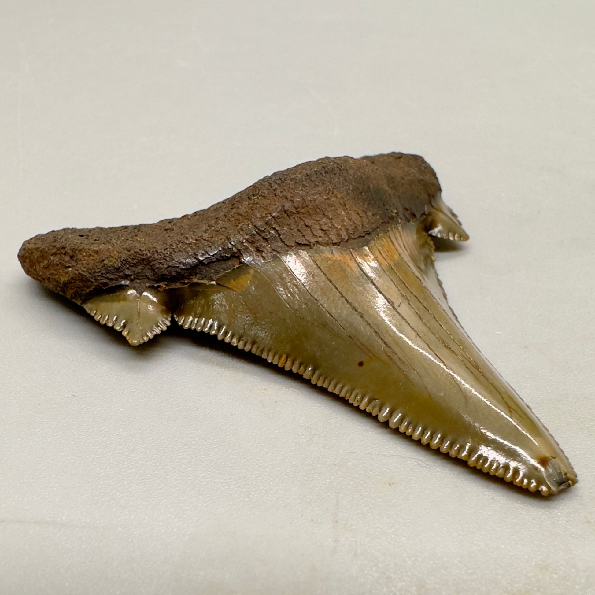 Sharply Serrated 2.12 inches Carcharocles sokolowi (auriculatus) from North Carolina AU359 front left