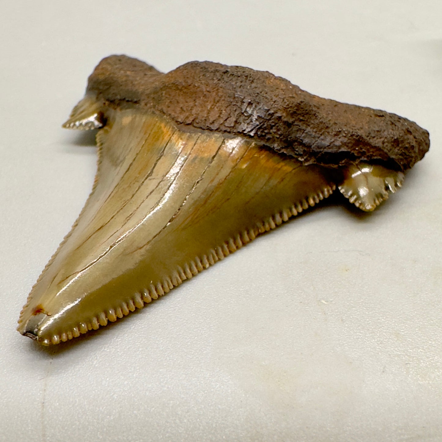Sharply Serrated 2.12 inches Carcharocles sokolowi (auriculatus) from North Carolina AU359 front right