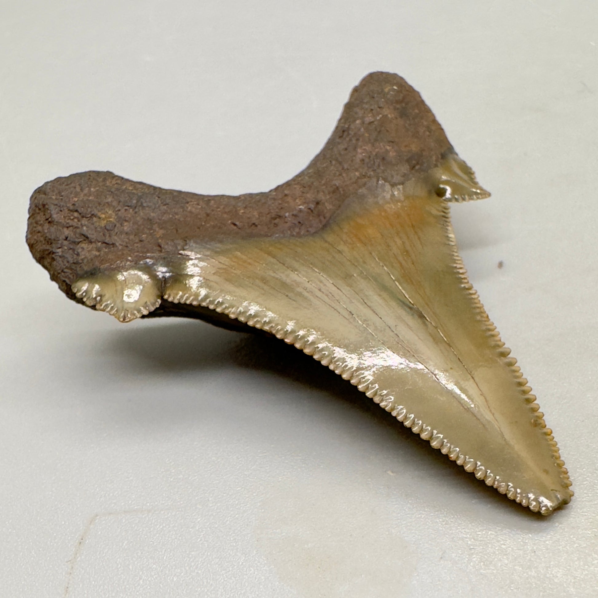 Sharply Serrated 2.12 inches Carcharocles sokolowi (auriculatus) from North Carolina AU359 back left