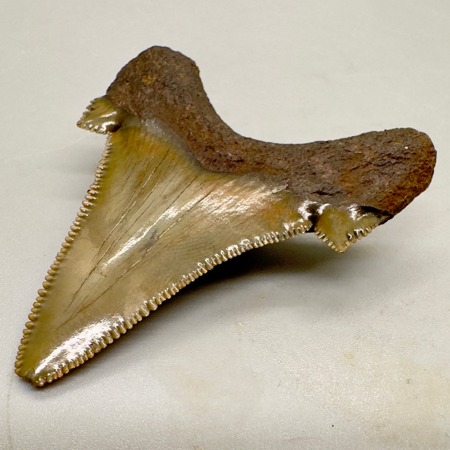 Sharply Serrated 2.12 inches Carcharocles sokolowi (auriculatus) from North Carolina AU359 back right
