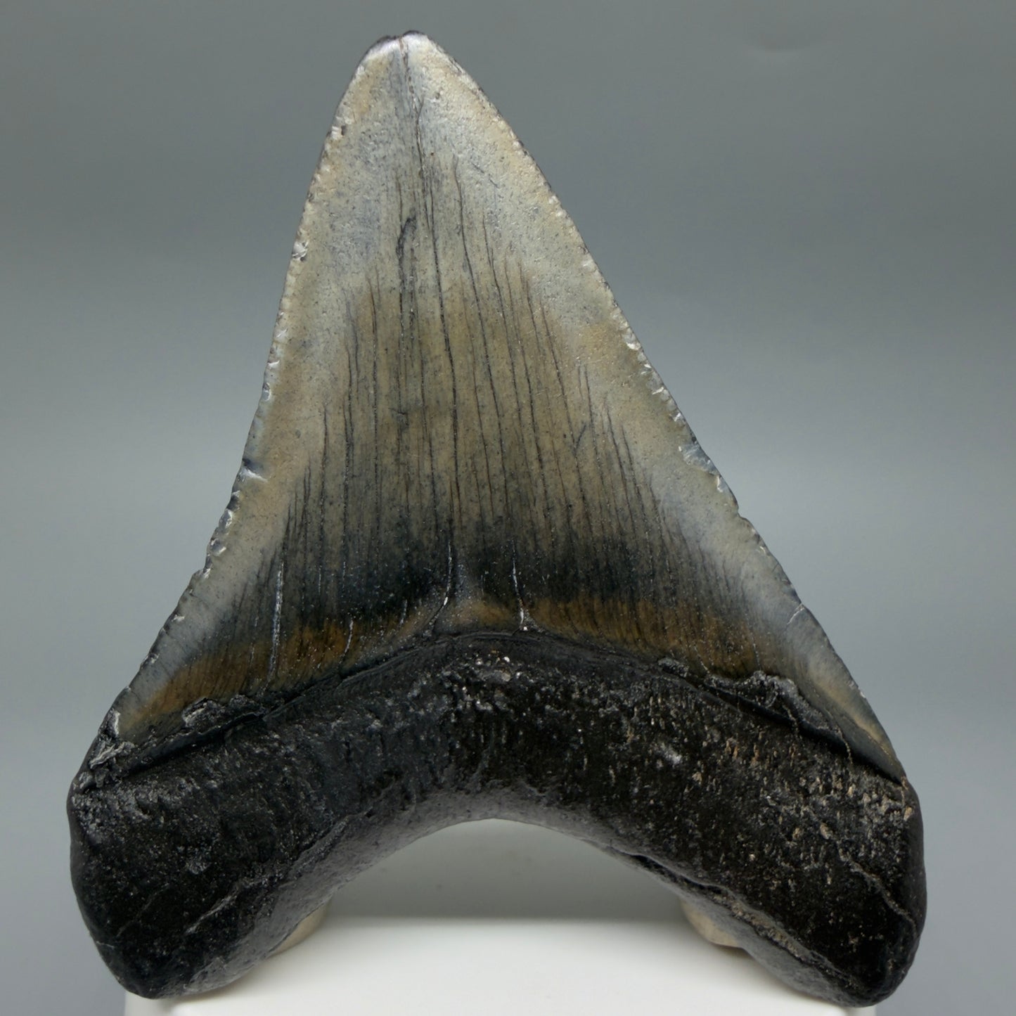 Back View Colorful 3.19" Megalodon Tooth – Fossil Megalodon Tooth from South Carolina CM6402