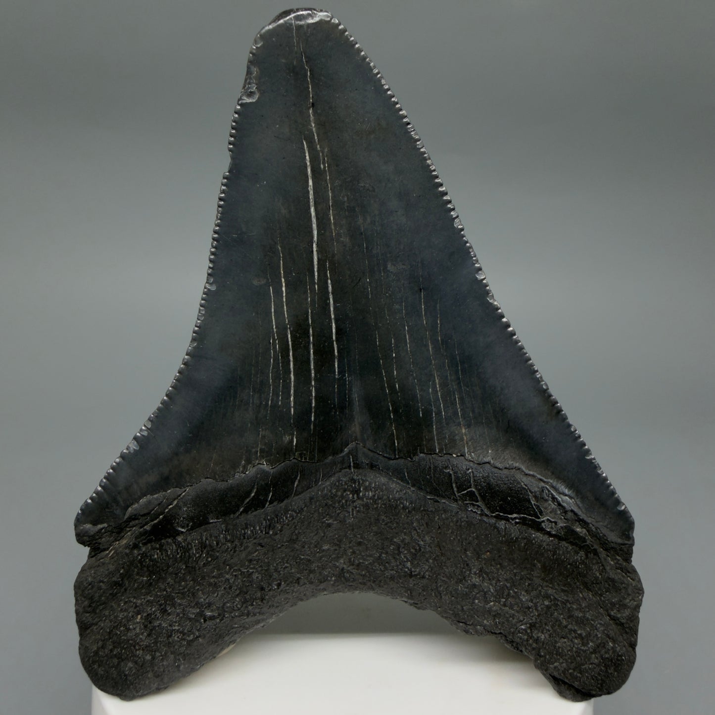 Back View Dark colors 3.61" Megalodon Tooth from South Carolina CM6410