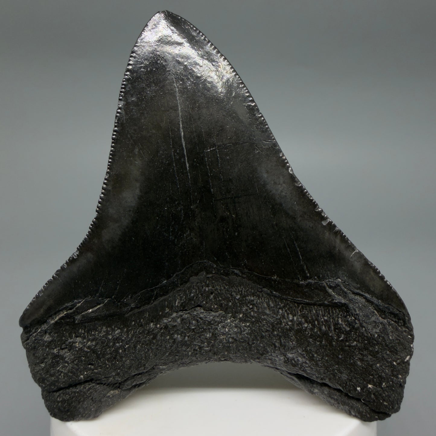 Back View Dark colors 3.20" Megalodon Tooth from South Carolina CM6403