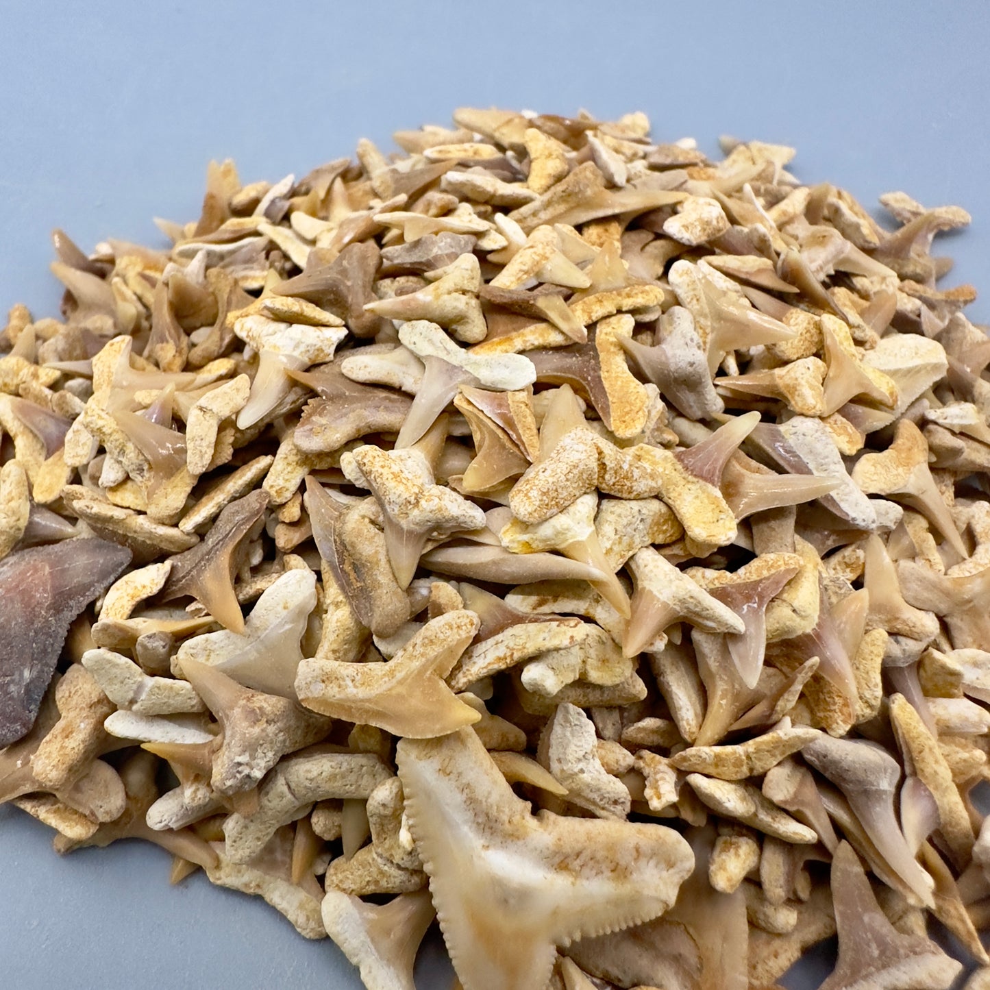 Wholesale group - appx 1000 Small Fossil Shark Teeth - Eocene, Western Sahara