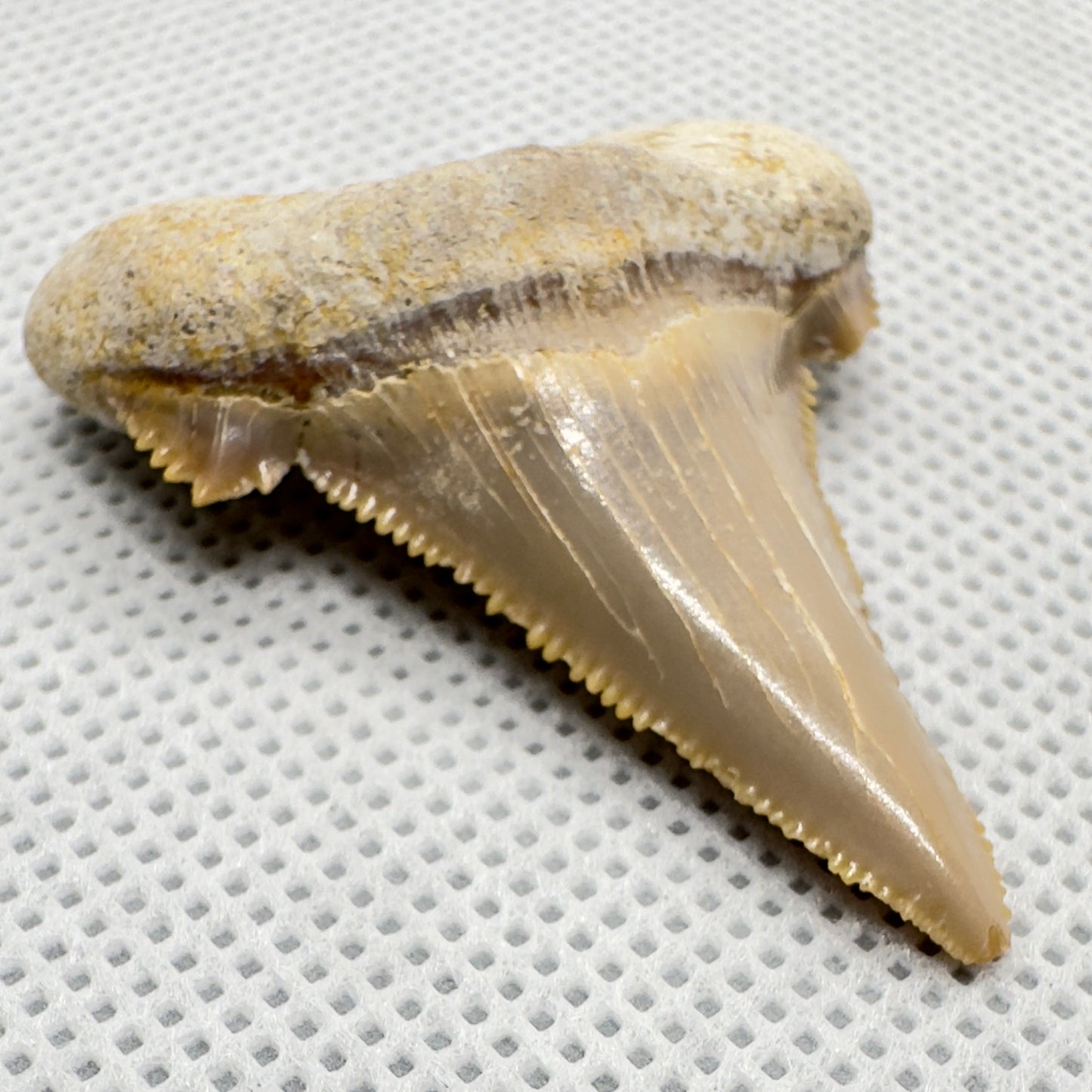 Sharply serrated 1.71 inches Carcharocles sokolowi (auriculatus) from Western Sahara AU355 front left