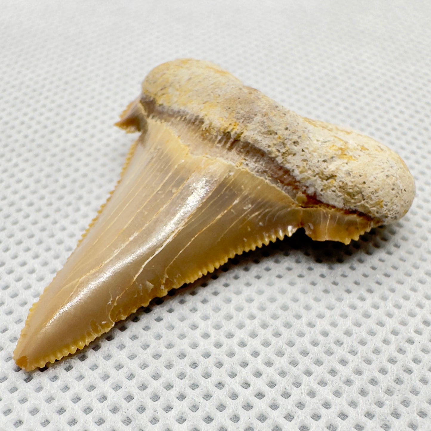 Sharply serrated 1.71 inches Carcharocles sokolowi (auriculatus) from Western Sahara AU355 front right