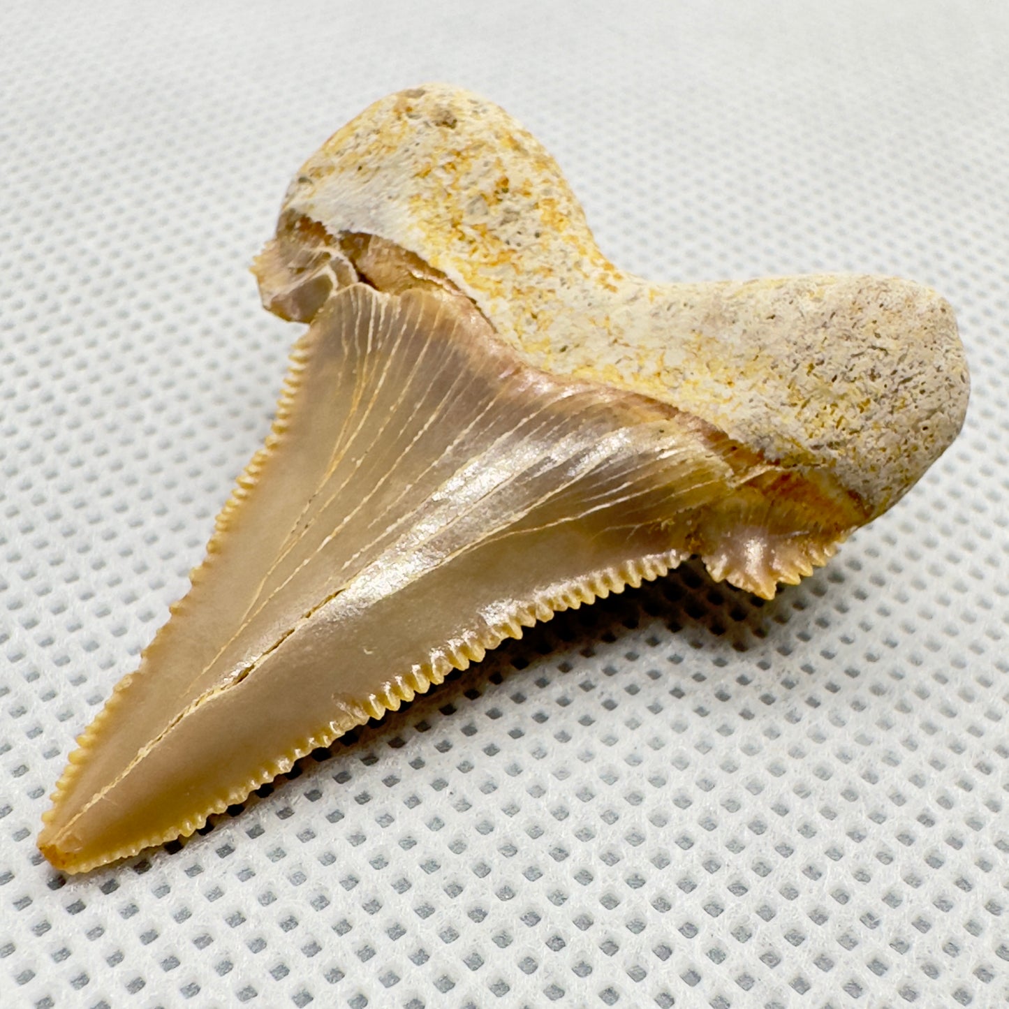 Sharply serrated 1.71 inches Carcharocles sokolowi (auriculatus) from Western Sahara AU355 back left
