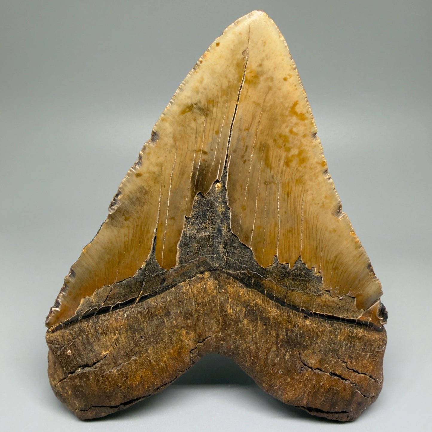 Back View 5.83" North Carolina Megalodon Tooth – Extremely Wide Shape | Authentic Fossil CM5481