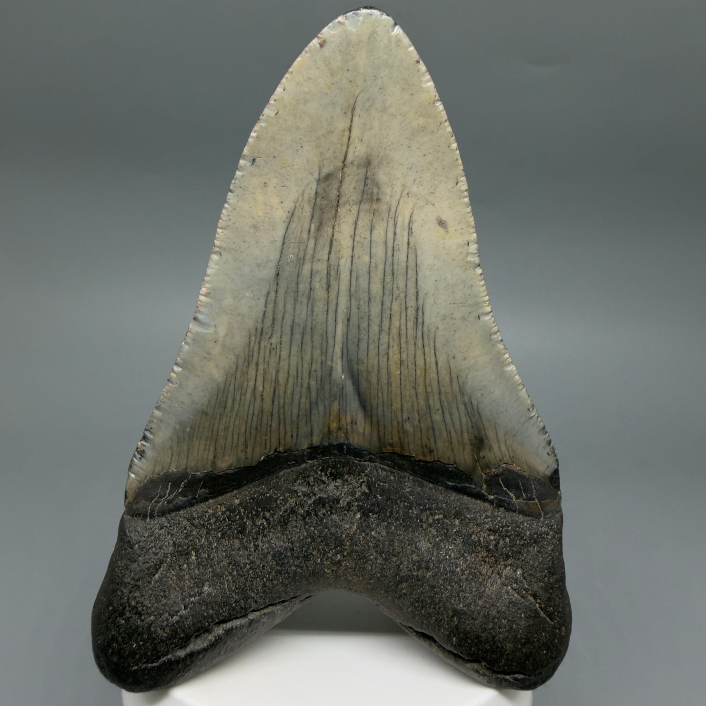 Back View Colorful 3.97" Fossil Megalodon Tooth from South Carolina CM641