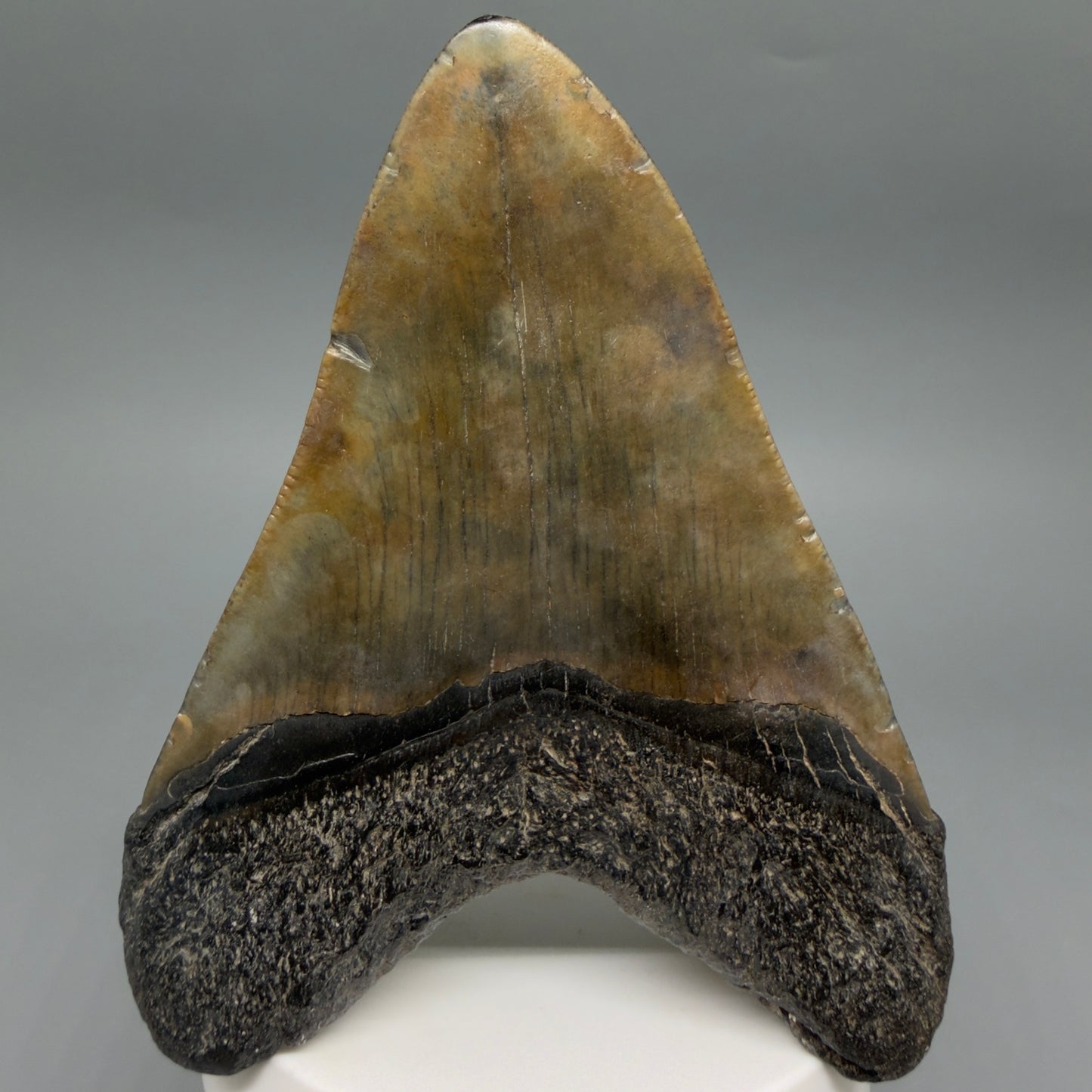 Back View Colorful 3.97" Fossil Megalodon Tooth from South Carolina CM6412