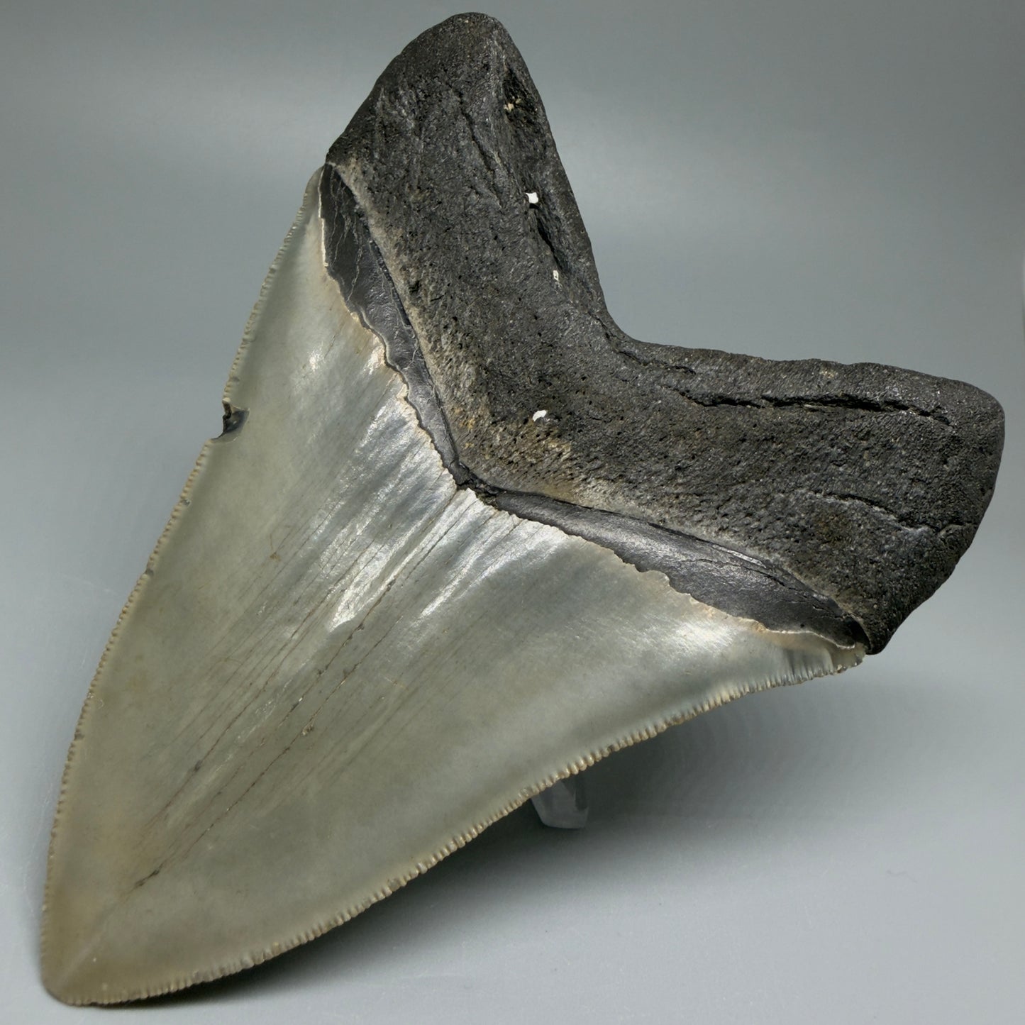 Back Right Heart-shaped, serrated 5" Authentic Megalodon Tooth – North Carolina Fossil | Carcharocles megalodon CM5479