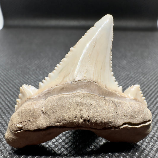 Sharply Serrated 1.97 inches Auriculatus from Kazakhstan AU352 front