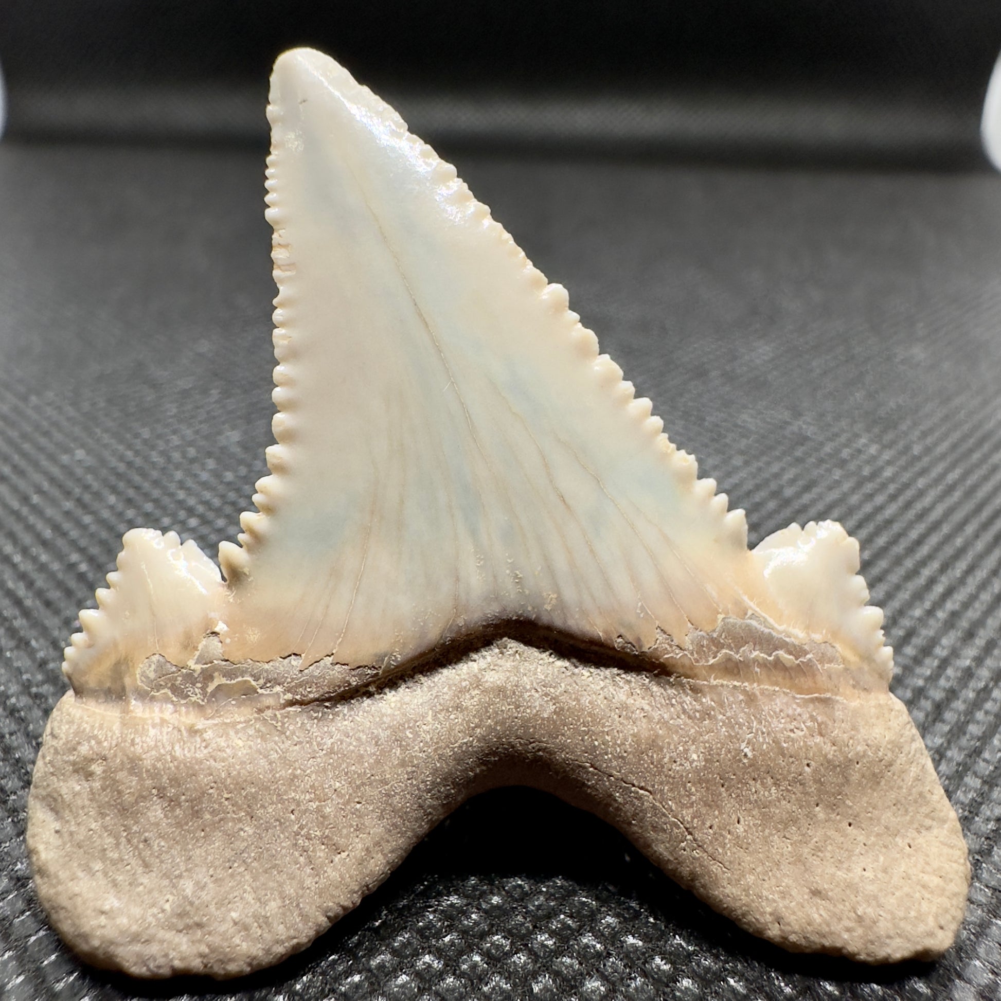 Sharply Serrated 1.97 inches Auriculatus from Kazakhstan AU352 back