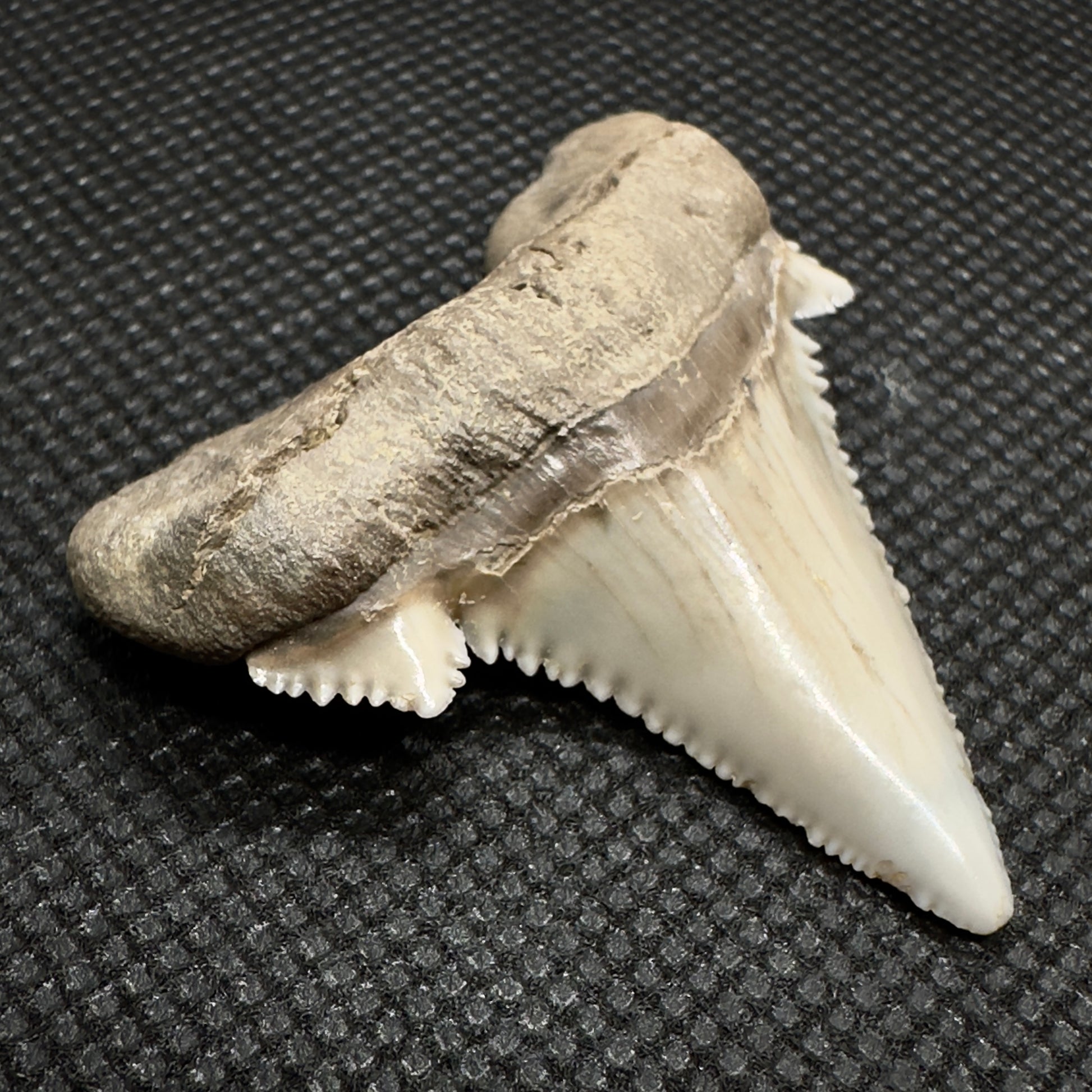 Sharply Serrated 1.97 inches Auriculatus from Kazakhstan AU352 front left