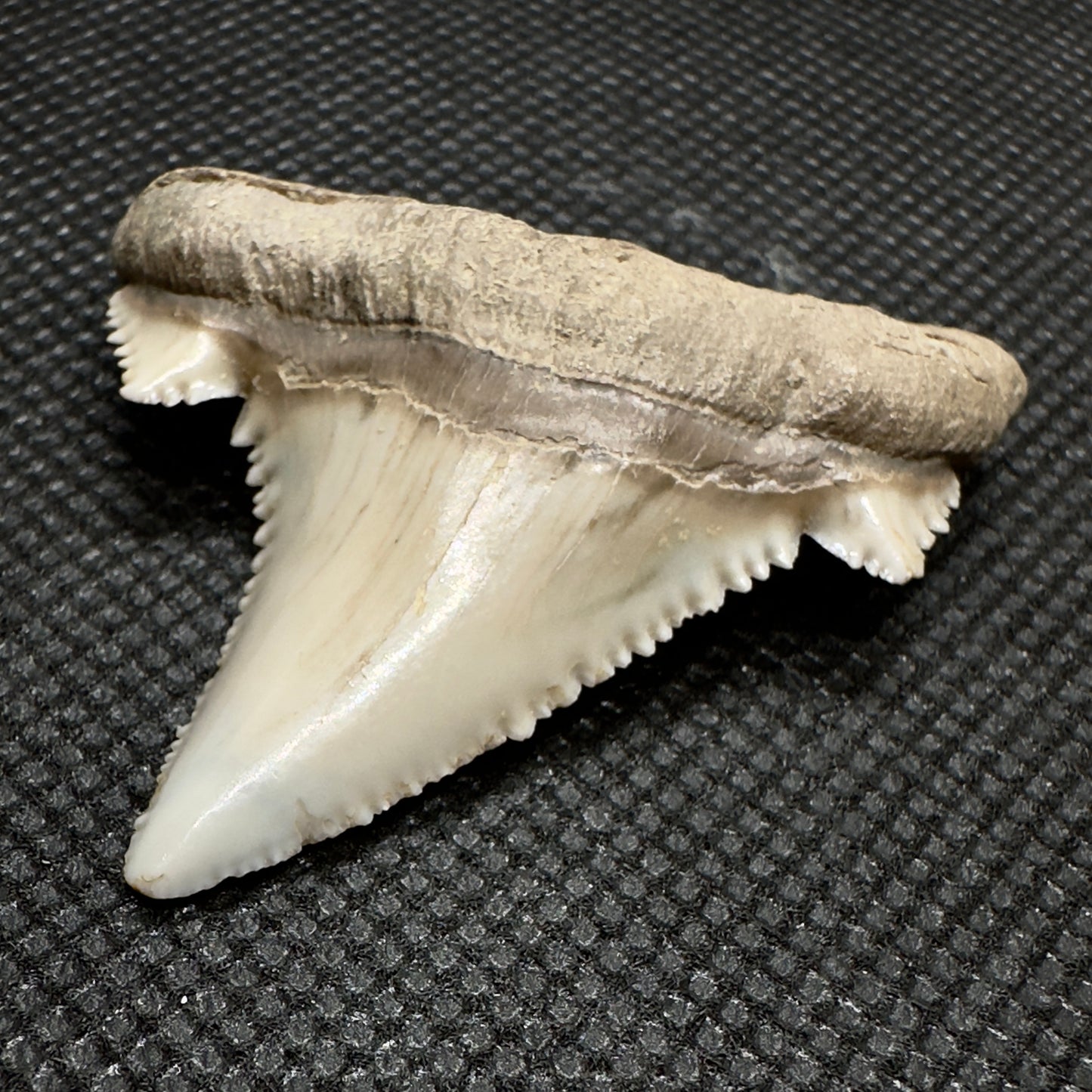Sharply Serrated 1.97 inches Auriculatus from Kazakhstan AU352 front right