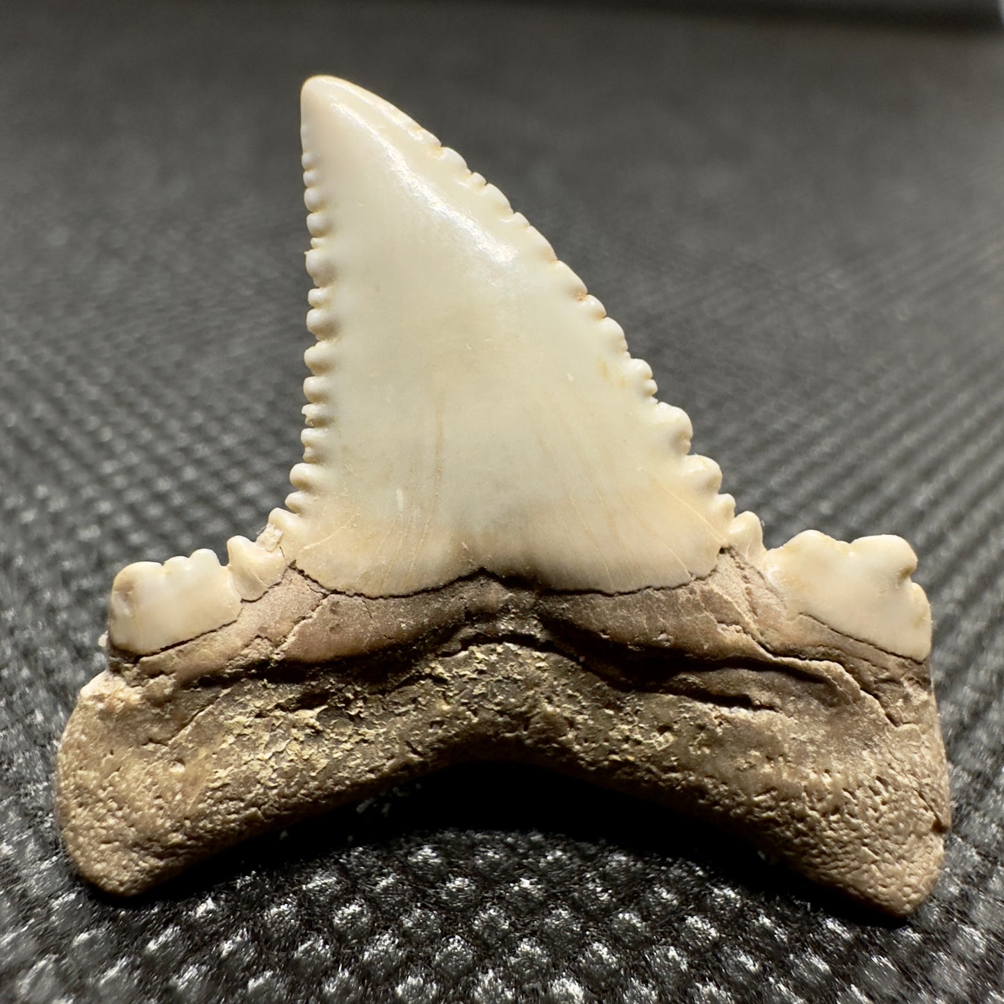 Serrated 1.21 inches Carcharocles auriculatus from Kazakhstan AU351 back