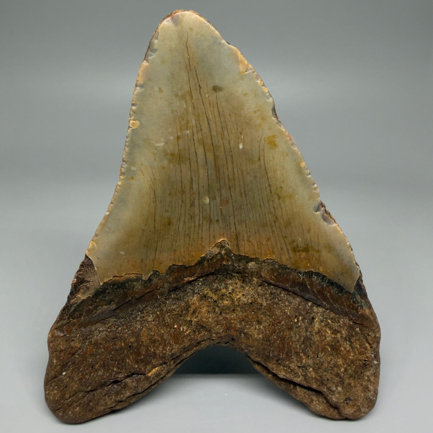 Back View Colorful 4.95" Authentic Megalodon Tooth – North Carolina Fossil | Carcharocles megalodon CM5476