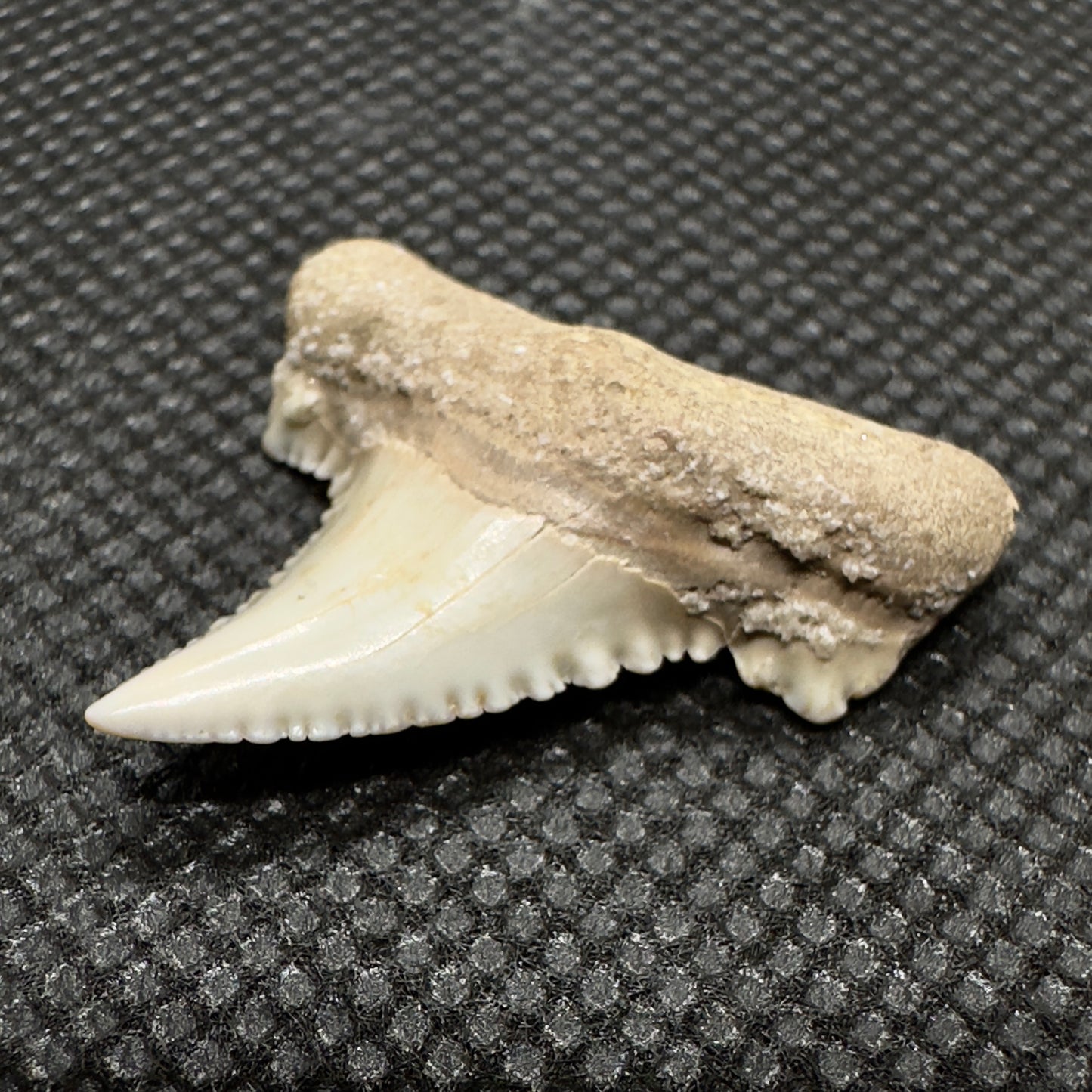 Serrated 1.21 inches Carcharocles auriculatus from Kazakhstan AU351 front right