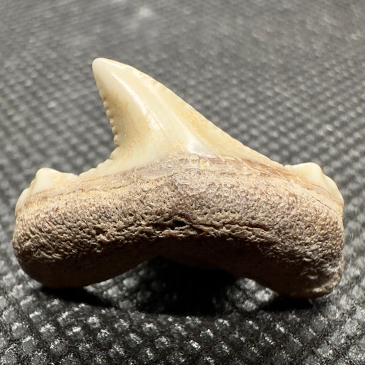 Small 0.93 inches Carcharocles auriculatus from Kazakhstan AU350 front