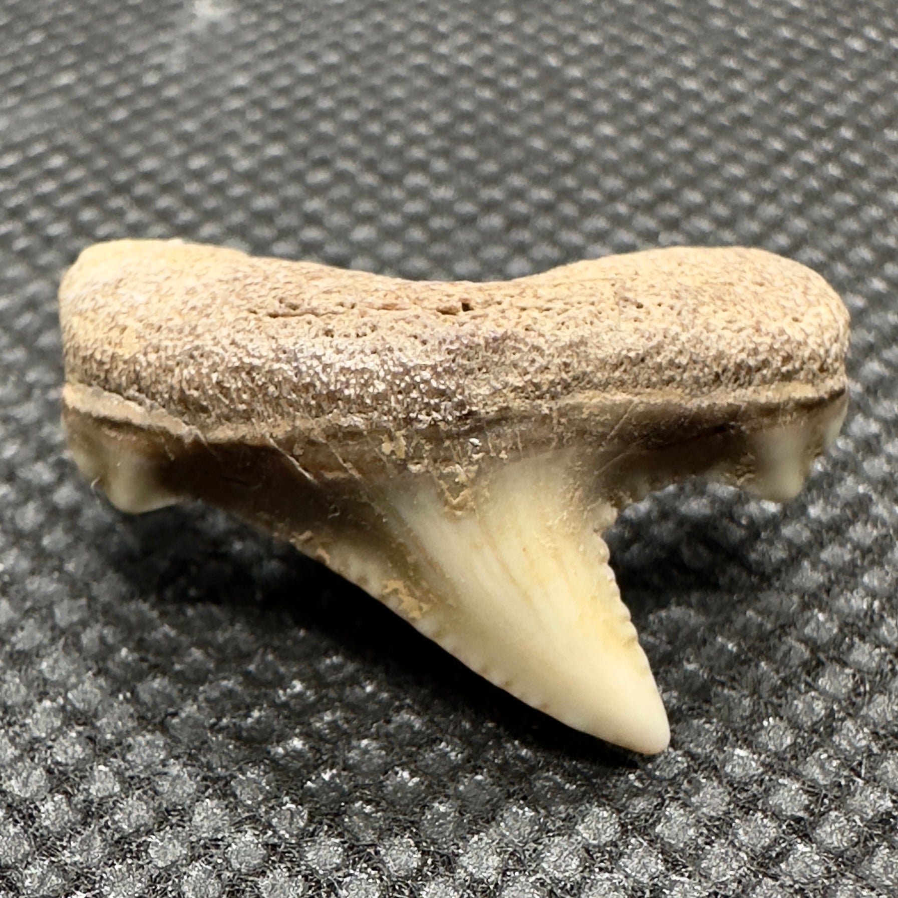 Small 0.93 inches Carcharocles auriculatus from Kazakhstan AU350 front down
