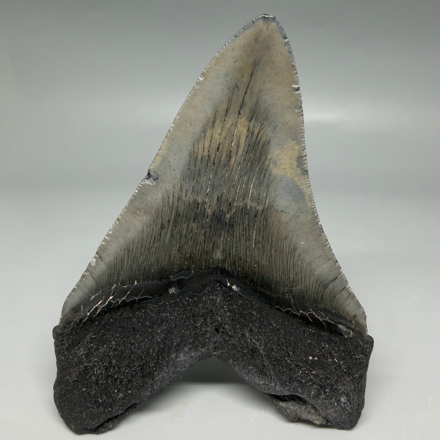 Back View Nice Looking, colorful 4.40" Megalodon Tooth from South Carolina CM6417