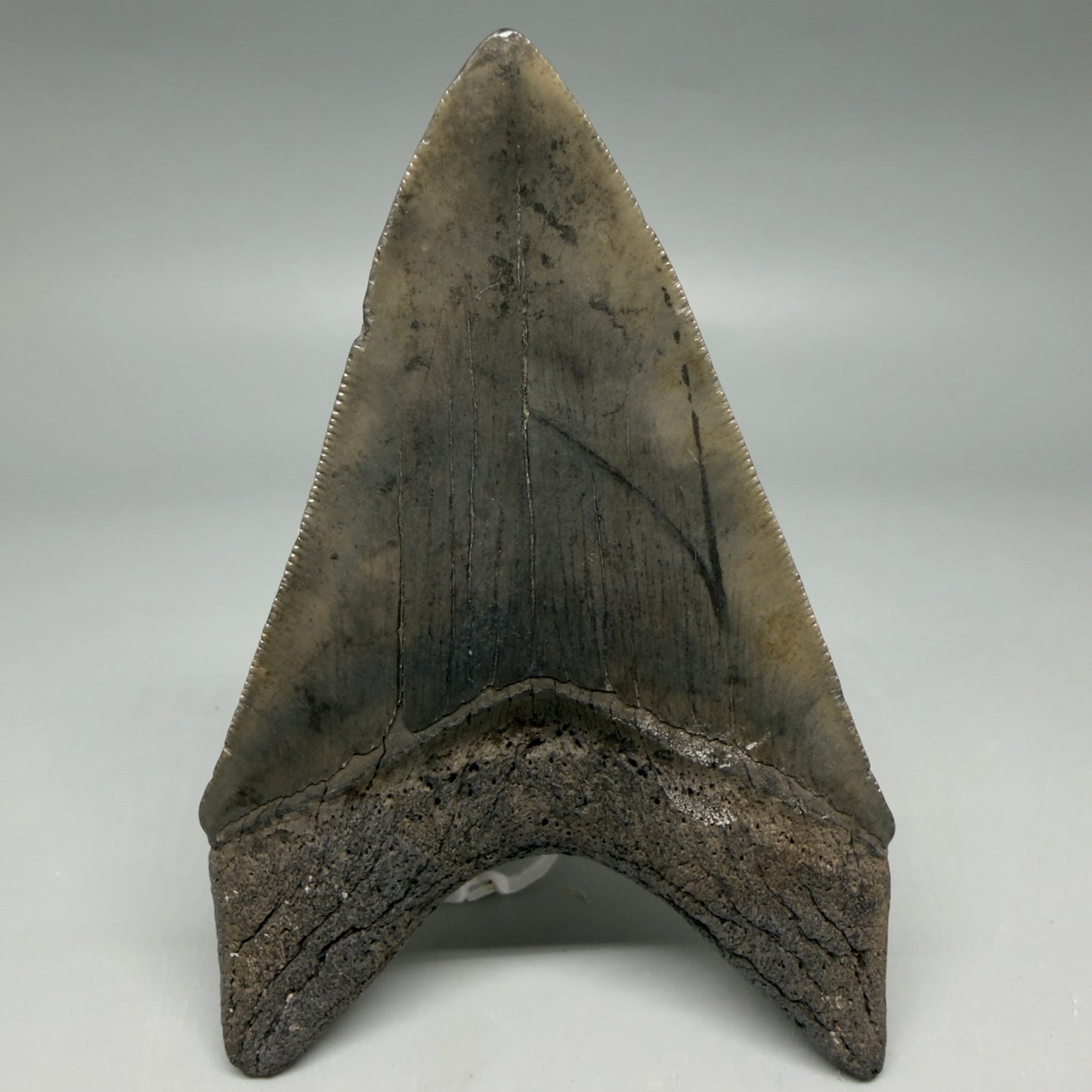 Back View Nice Looking, colorful lower 4.33" Megalodon Tooth from South Carolina CM6419