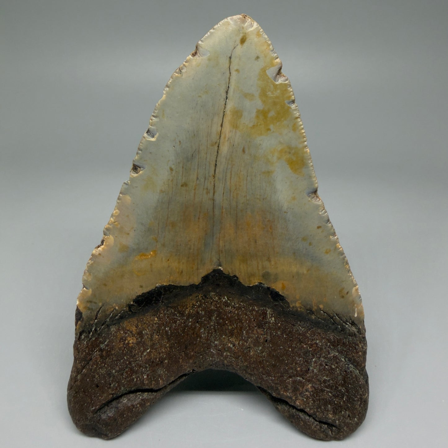 Back View Colorful 4.51" Authentic Megalodon Tooth – North Carolina Fossil | Carcharocles megalodon CM5471