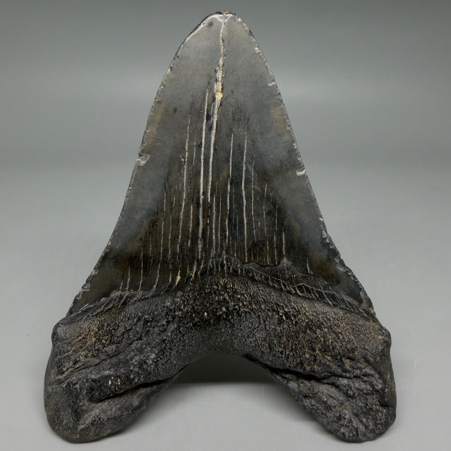 Back View Nice Looking, colorful 4.33" Megalodon Tooth from South Carolina CM6420