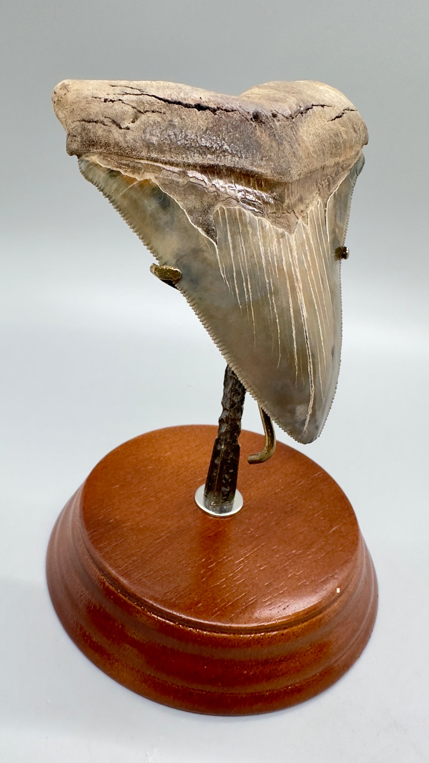 Fossil Megalodon Tooth Stand For Small and Medium Teeth under 4.5" long - Front/left angle with Megalodon Tooth for sample (not included)