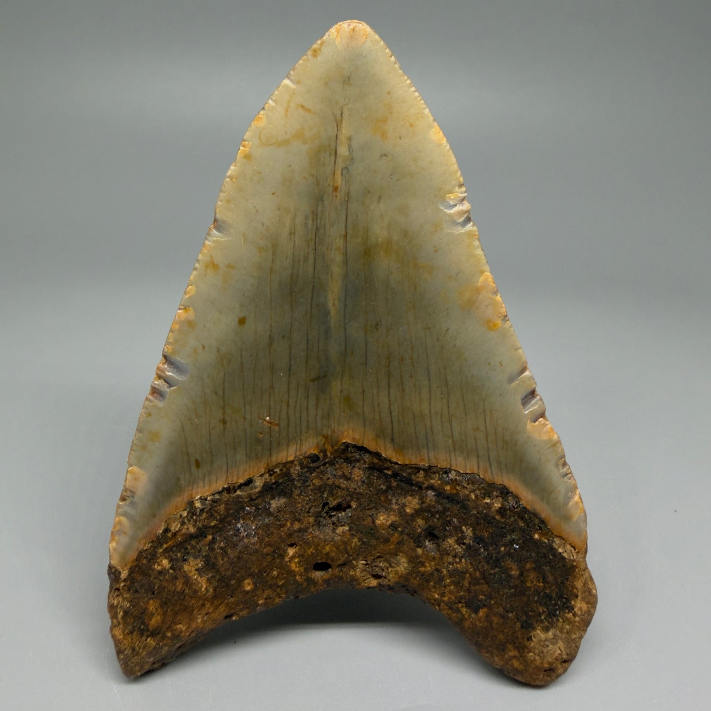 Back View Colorful 4.07" Authentic Megalodon Tooth – North Carolina Fossil | Carcharocles megalodon CM5468