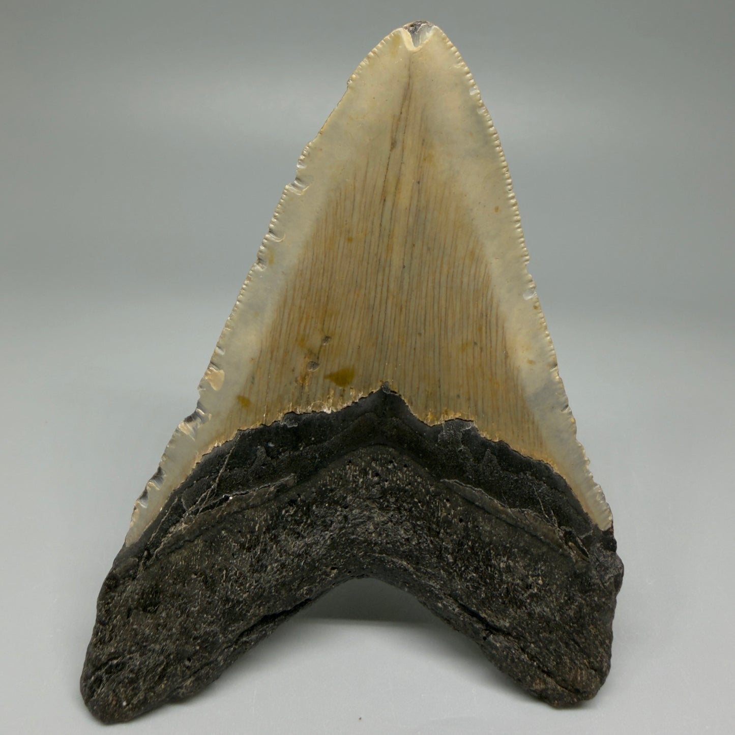 Back View Colorful 4.28" Authentic Megalodon Tooth – North Carolina Fossil | Carcharocles megalodon CM5469